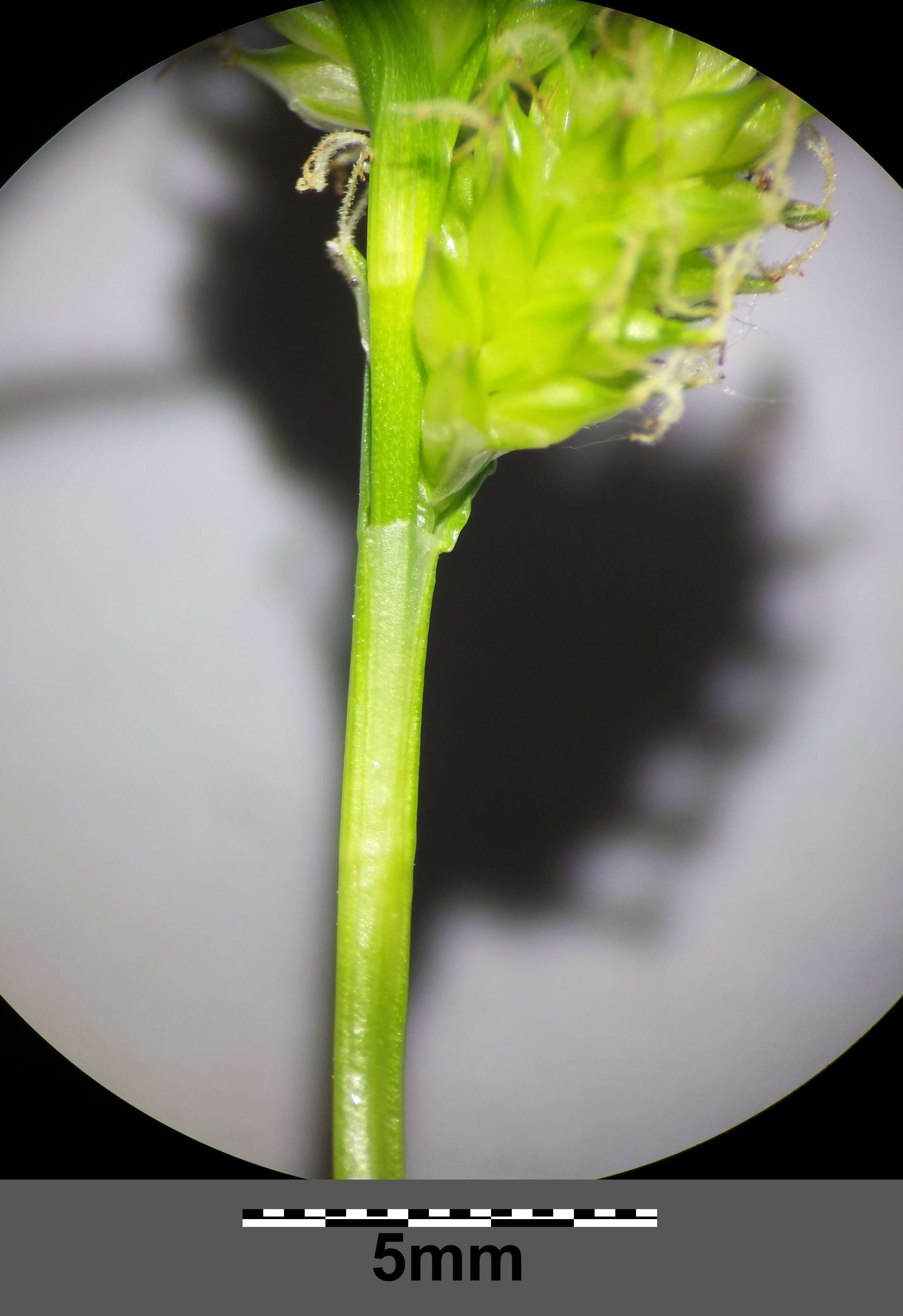 Image of Carex viridula