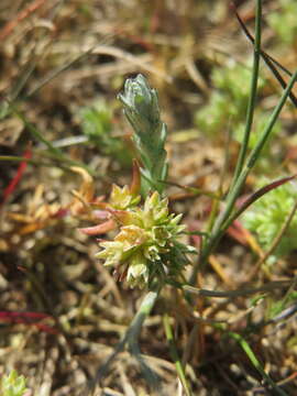 Logfia arvensis (L.) Holub resmi