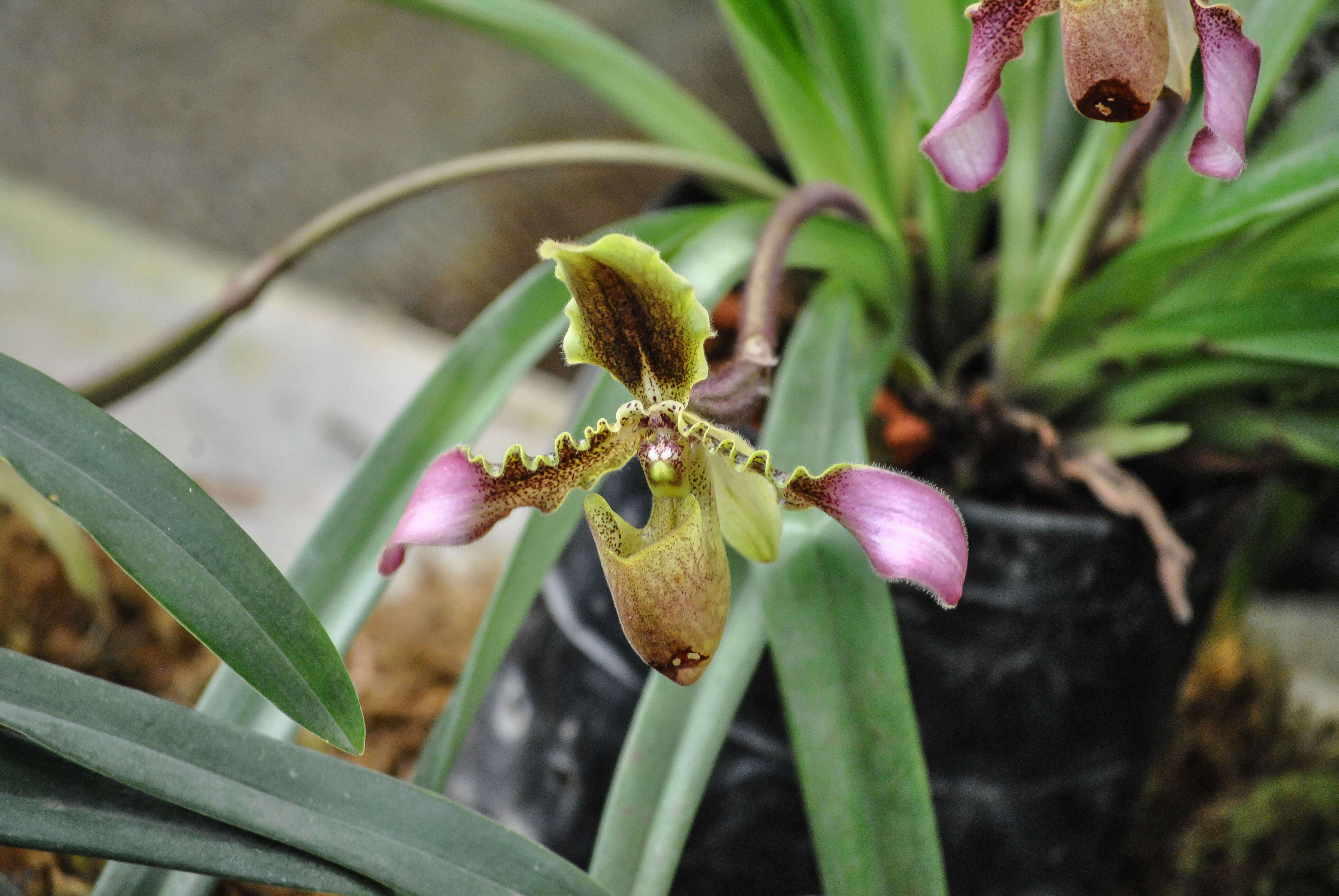 Image de Paphiopedilum hirsutissimum (Lindl. ex Hook.) Stein