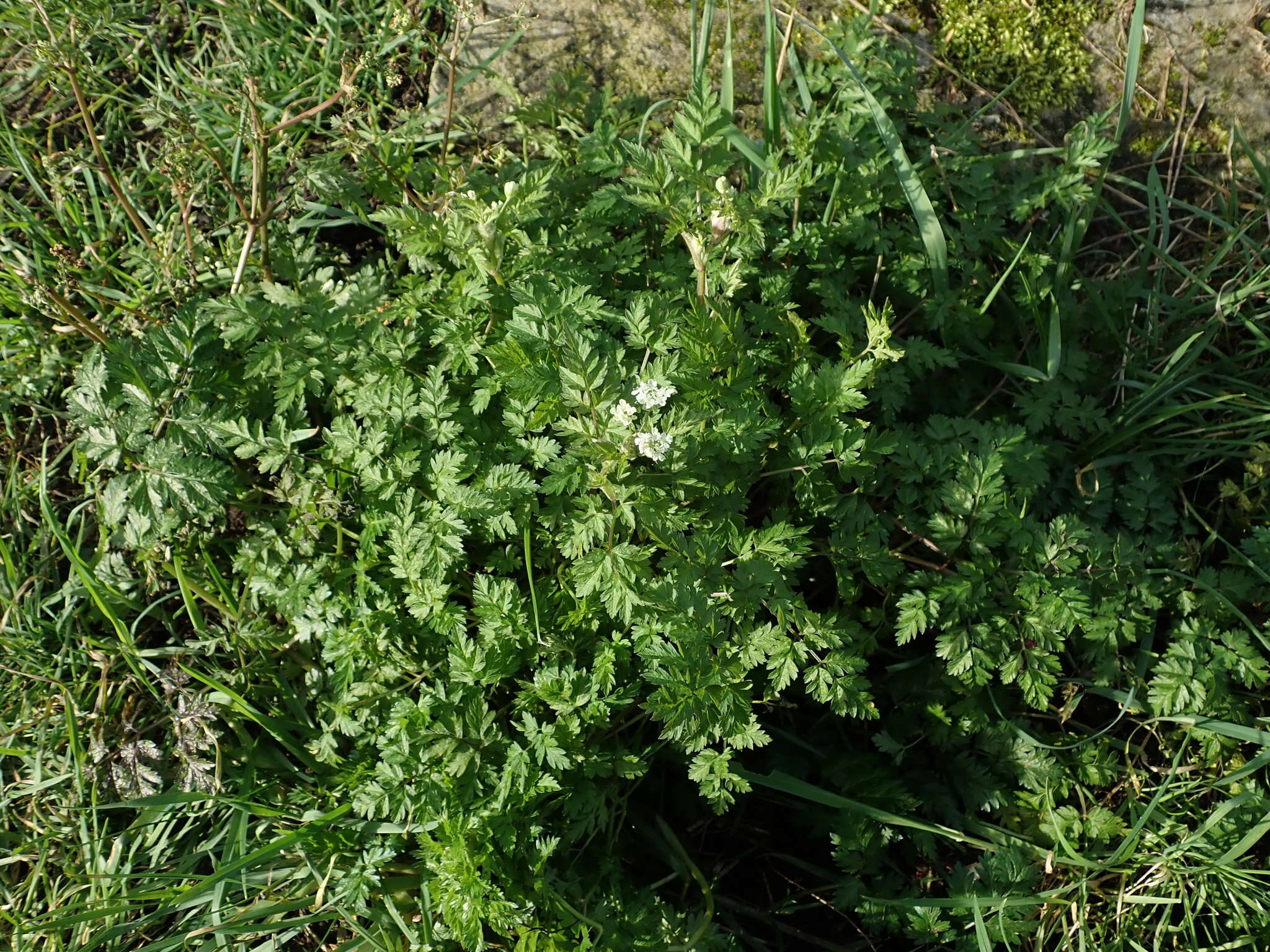 Imagem de Anthriscus sylvestris (L.) Hoffm.