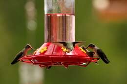 Image of Black-chinned Hummingbird