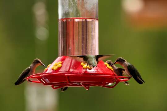 Image of Black-chinned Hummingbird