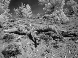 Image of Great Basin bristlecone pine