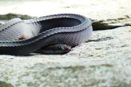 Image of Rough-backed Litter Snake