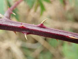 Image of cut-leaved bramble