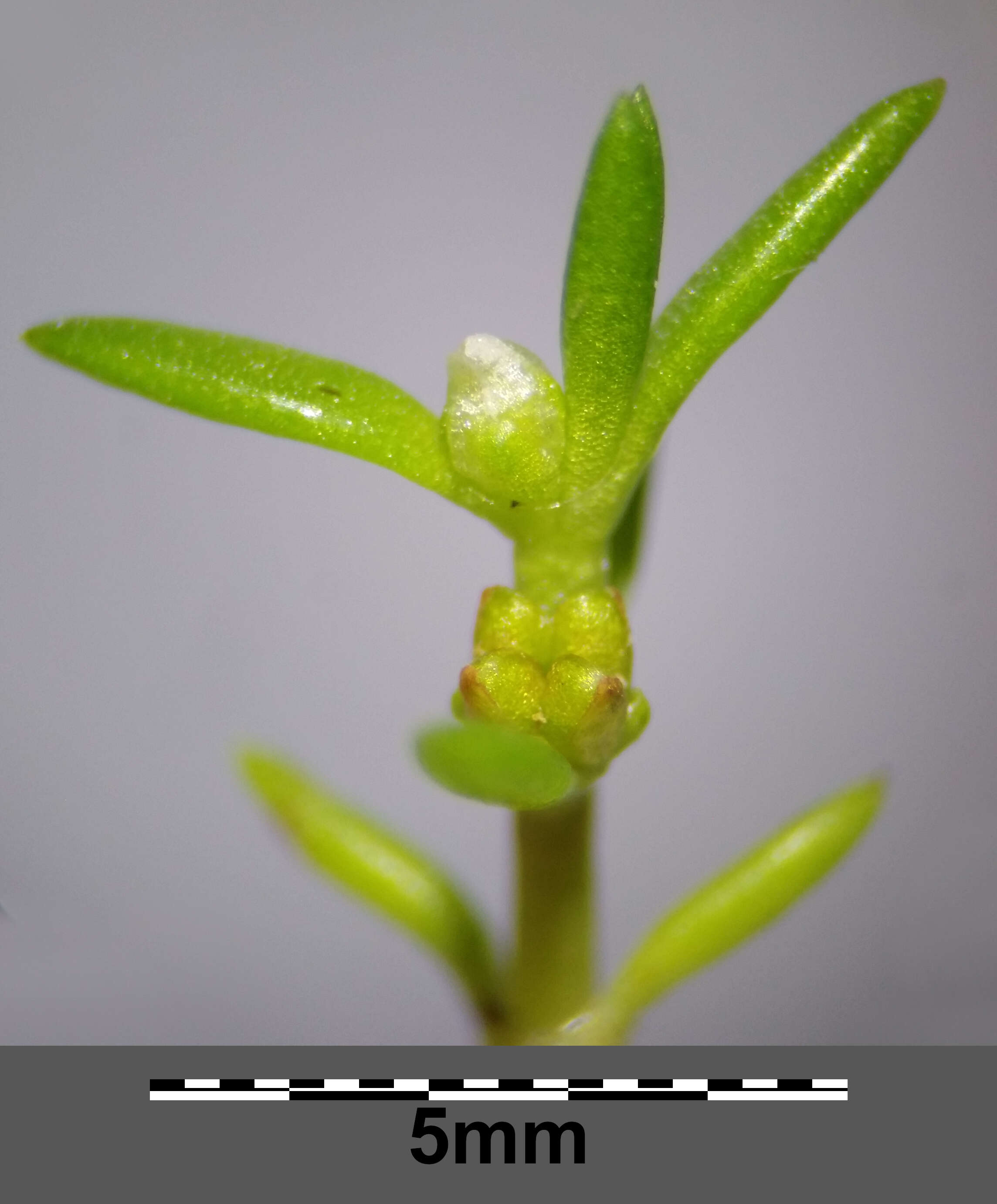 Image of water pygmyweed