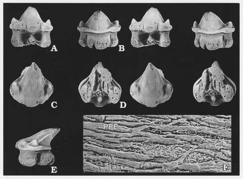 Image of Agaleus