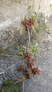 Image of White Stonecrop