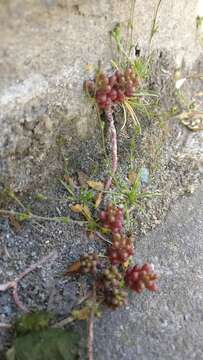 Image of White Stonecrop