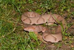 Image of Copperhead