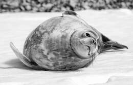 Image of Weddell seal