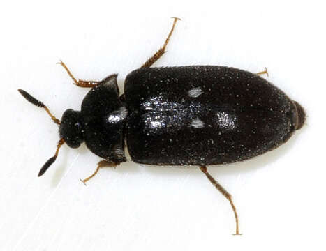 Image of Fur beetle