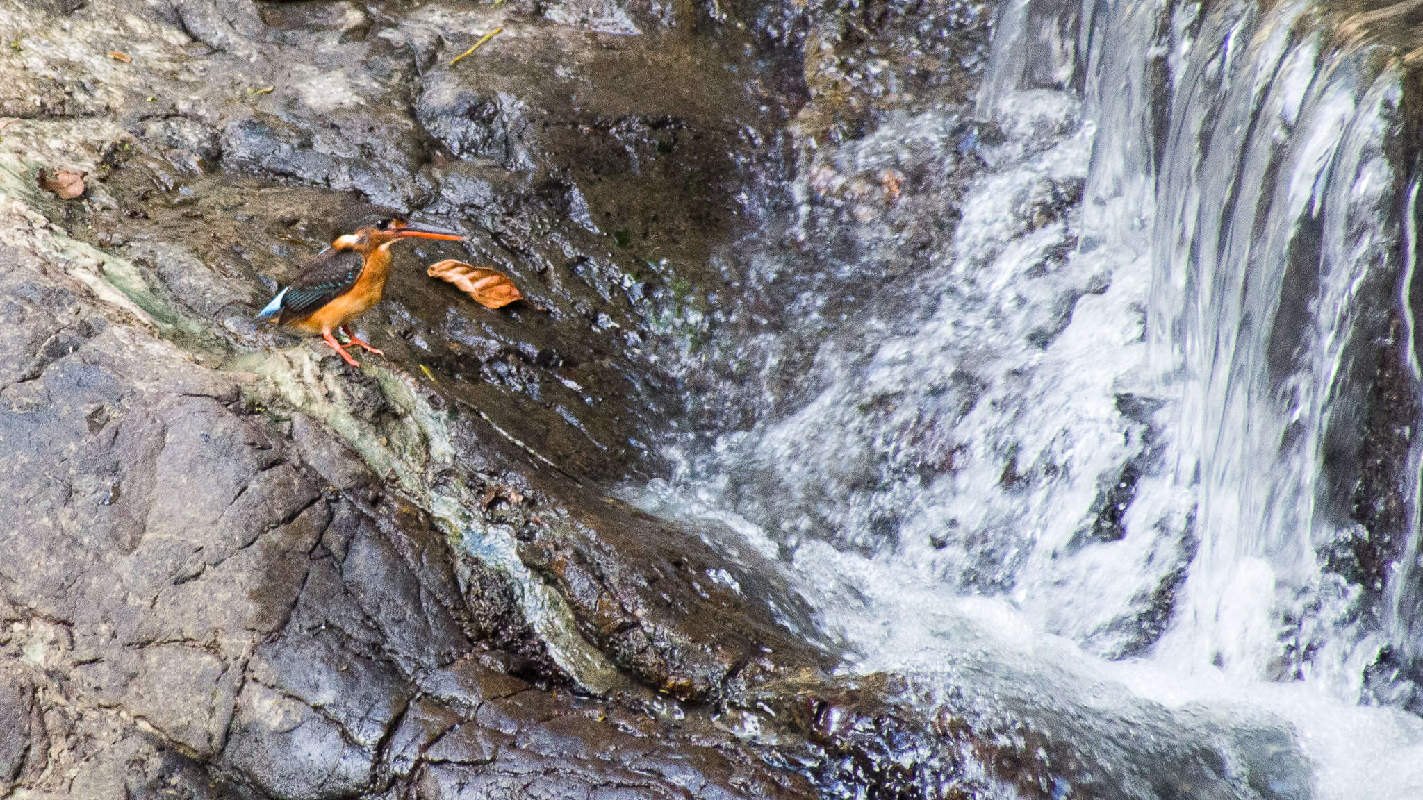 Image of Blue-banded Kingfisher