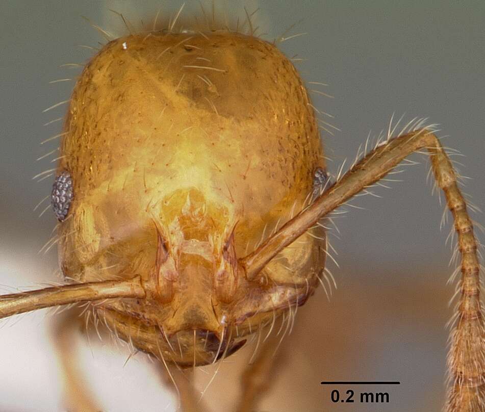 Solenopsis geminata (Fabricius 1804) resmi