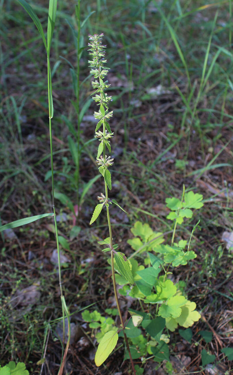 Image of thymeleaf dragonhead