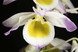 Imagem de Dendrobium gratiosissimum Rchb. fil.