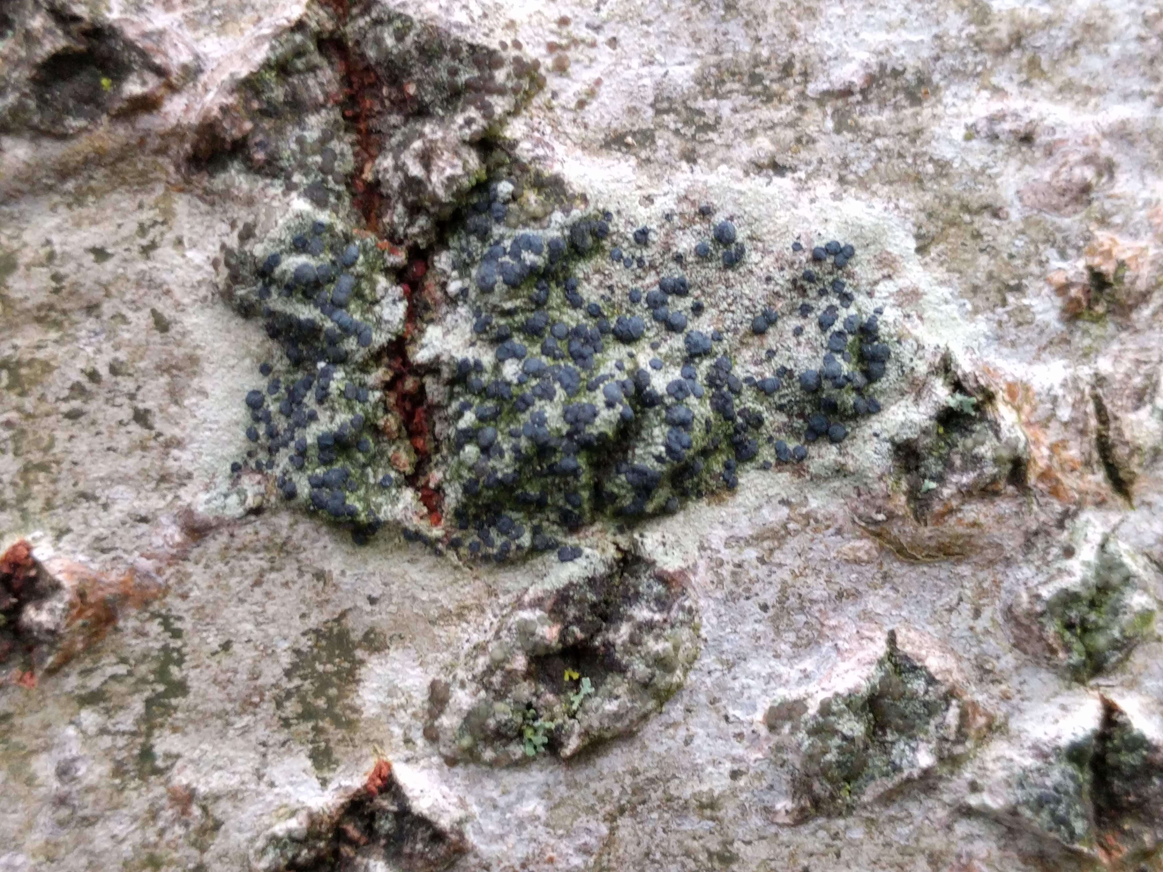 Image of lecidella lichen