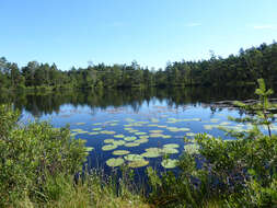 Image of waterlily