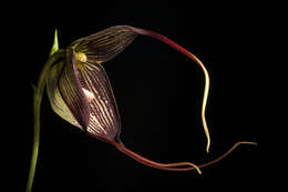 Image of Orchid