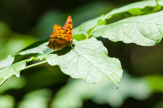 Imagem de Polygonia interrogationis Fabricius 1798