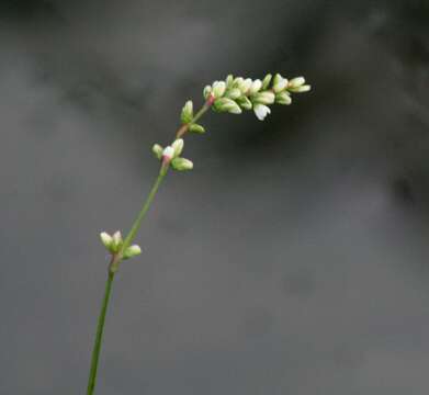 Image de Persicaria mitis (Schrank) Asenov