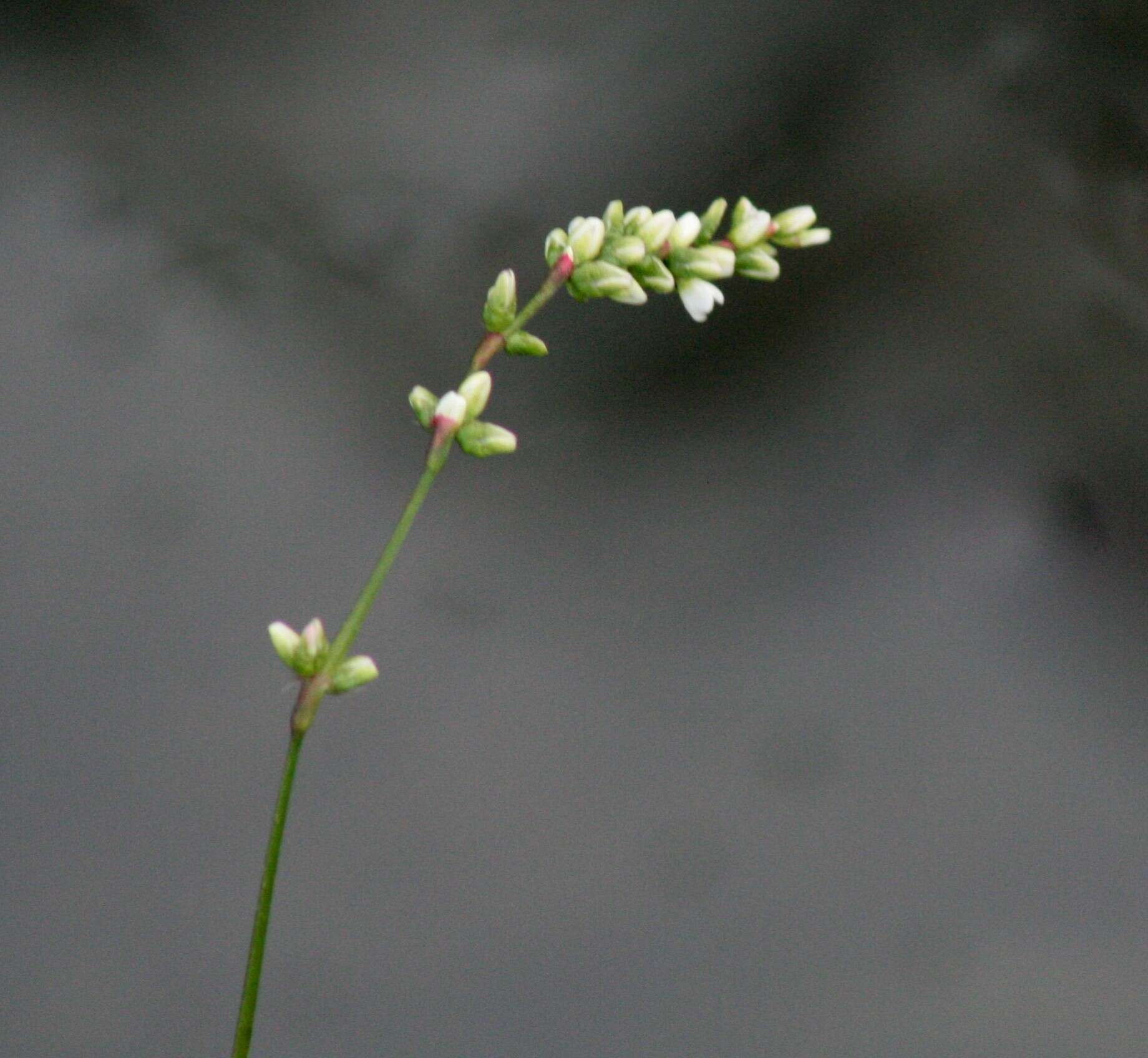 صورة Persicaria mitis (Schrank) Asenov