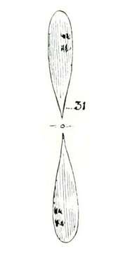 Image of Actinastrum Lagerheim 1882