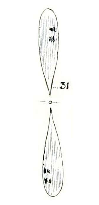 Image of Actinastrum Lagerheim 1882