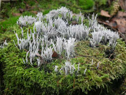 Image of Candle-snuff Fungus