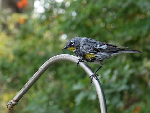 Image of Audubon's Warbler