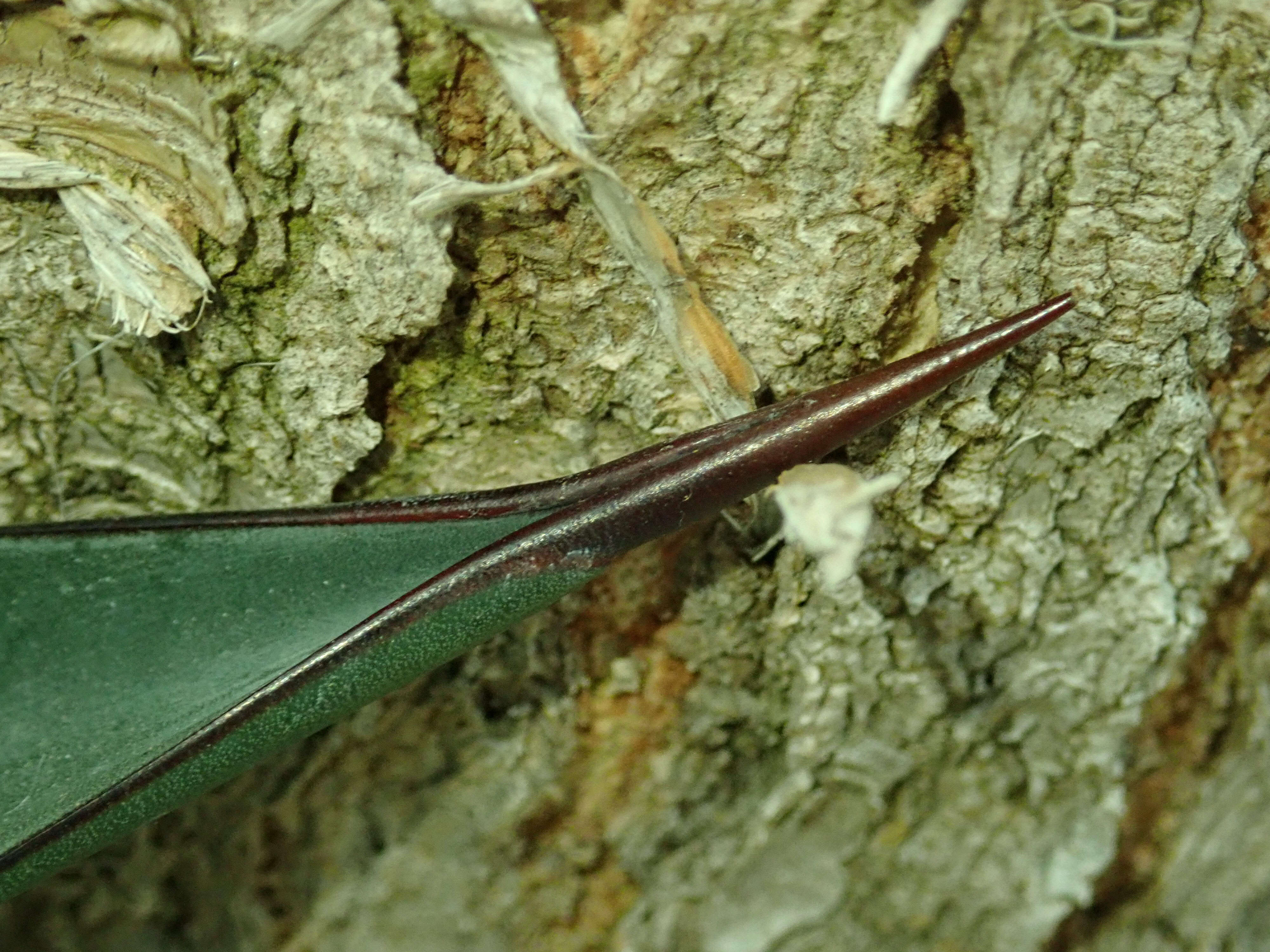 Image of tequila agave