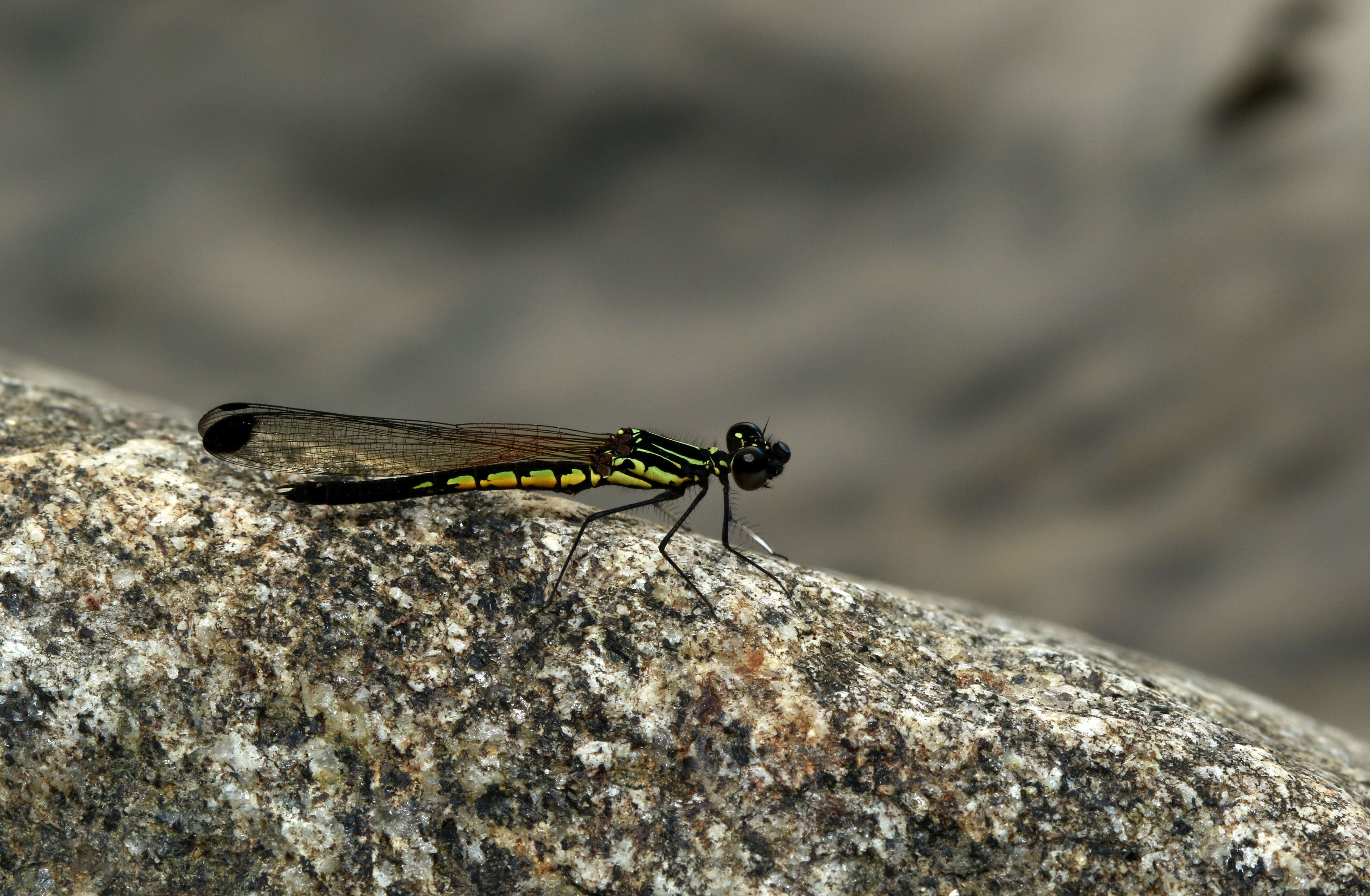 Image of Libellago indica (Fraser 1928)