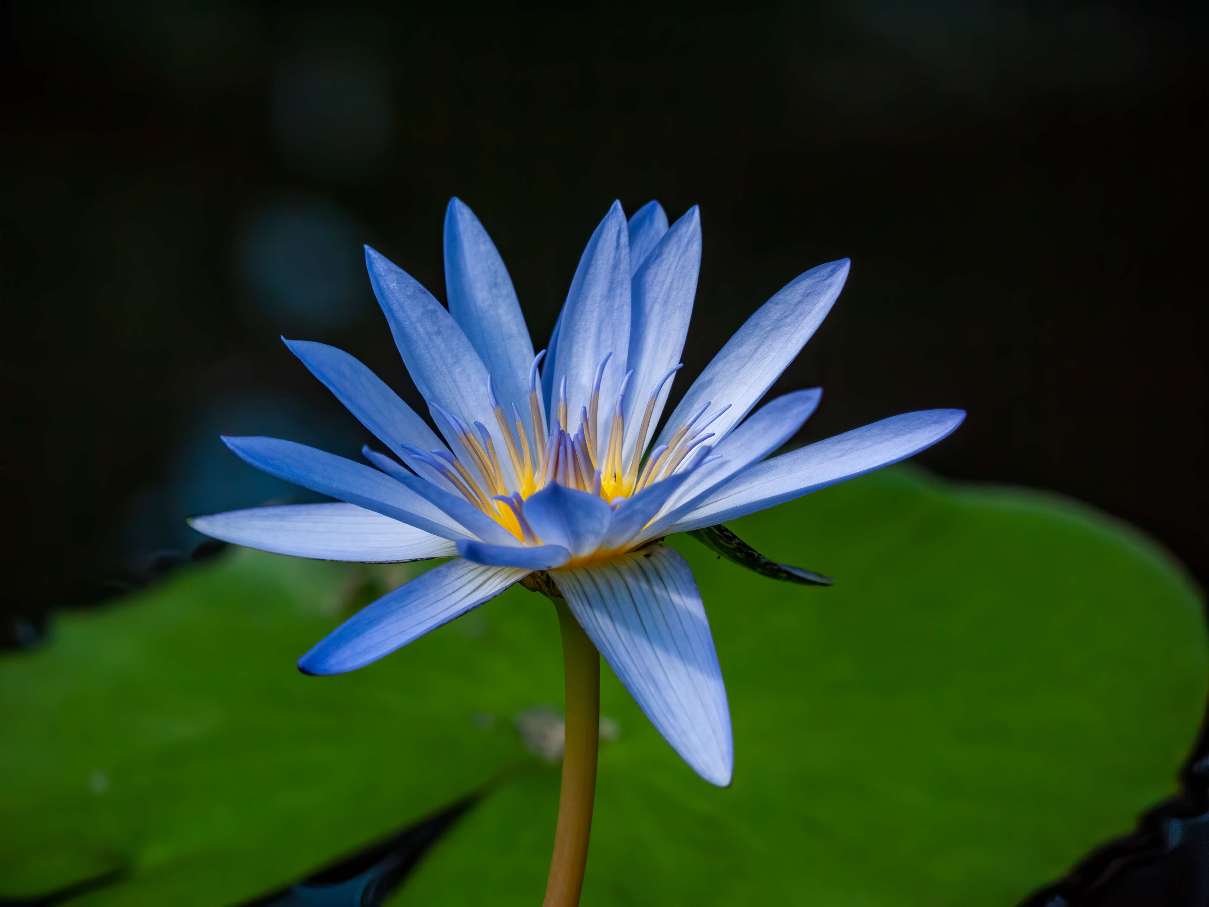 Image of Cape Blue Water-Lily