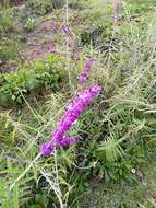 Imagem de Salvia leucantha Cav.