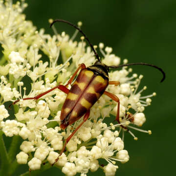 Plancia ëd Typocerus velutinus (Olivier 1795)