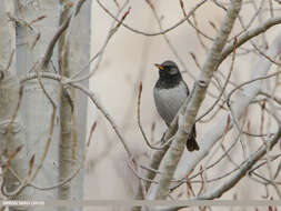 Image of Black-throated Thrush