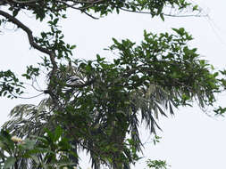 Image of Fishtail Palm