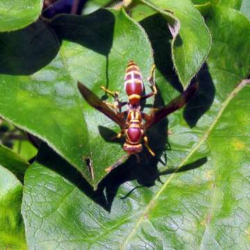 Plancia ëd Polistes exclamans Viereck 1906