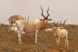 Image of Addax