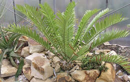 Image of Karoo cycad