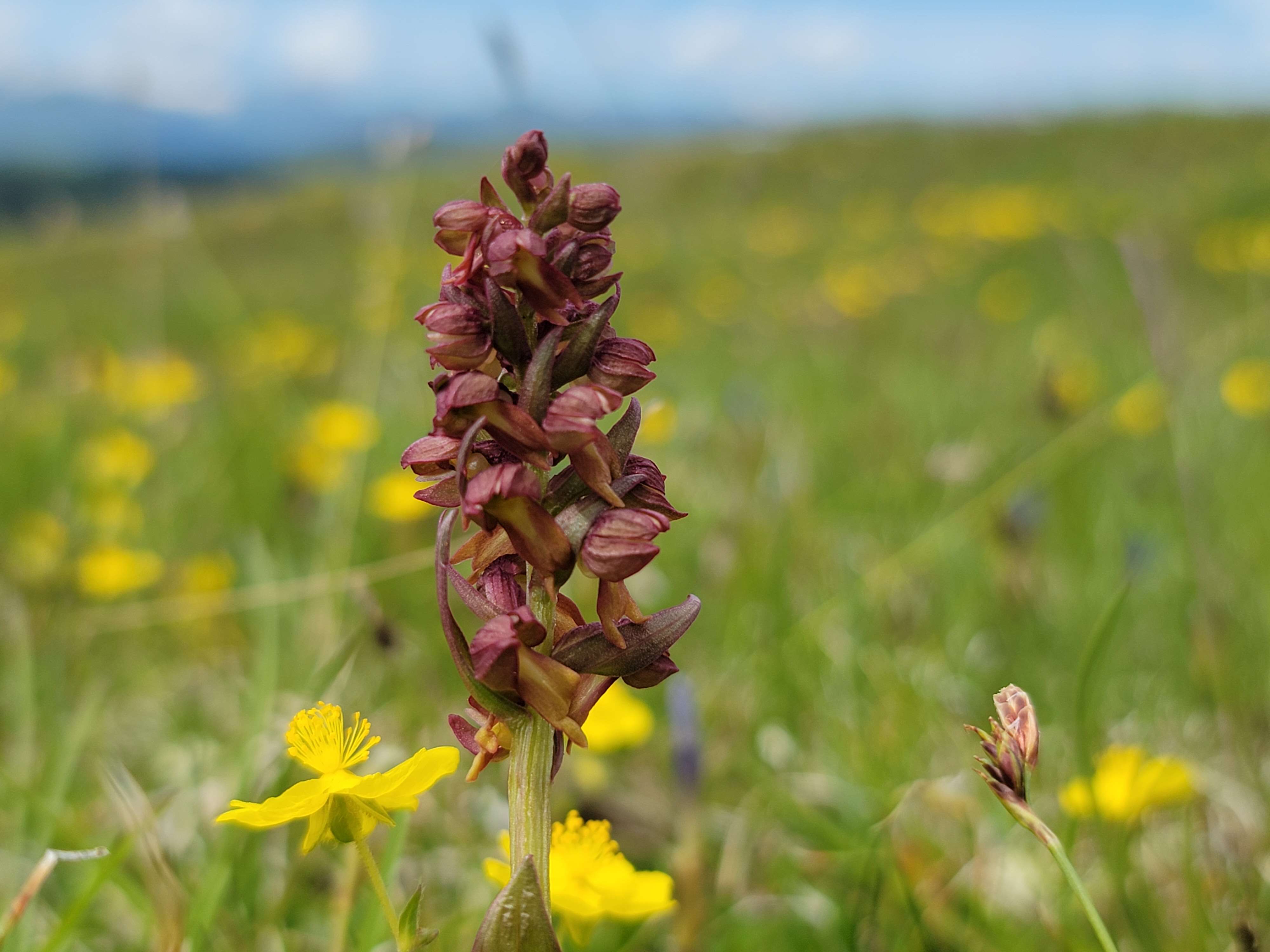 Image of Frog orchid