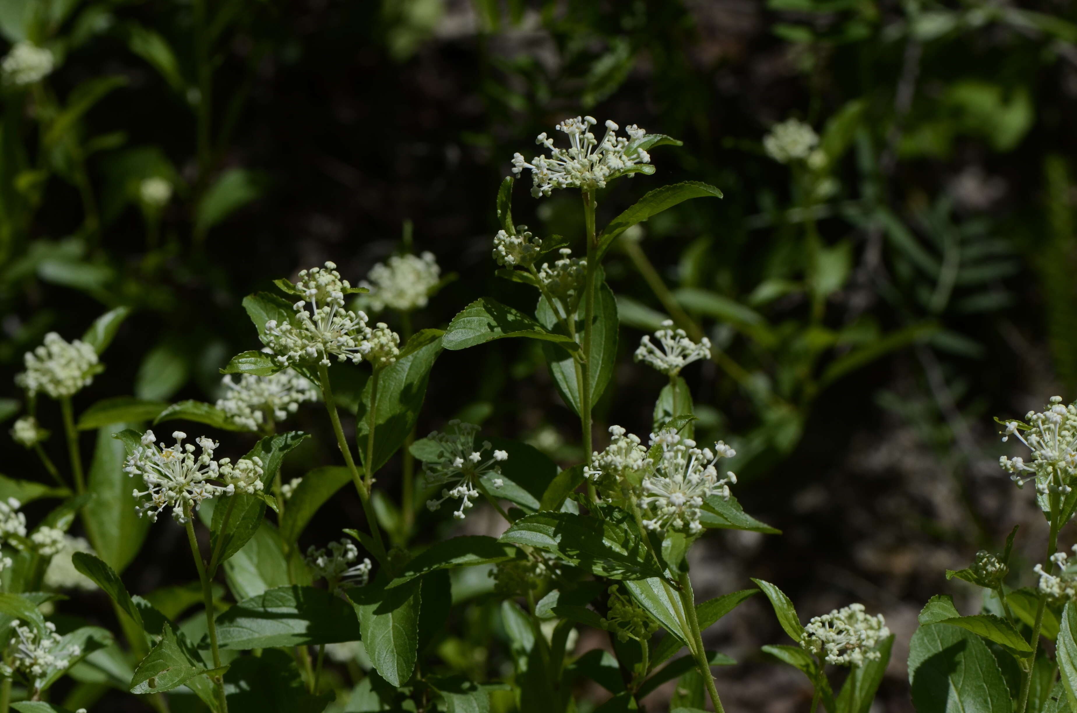 Image of New Jersey tea