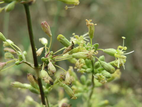 صورة Silene otites (L.) Wibel