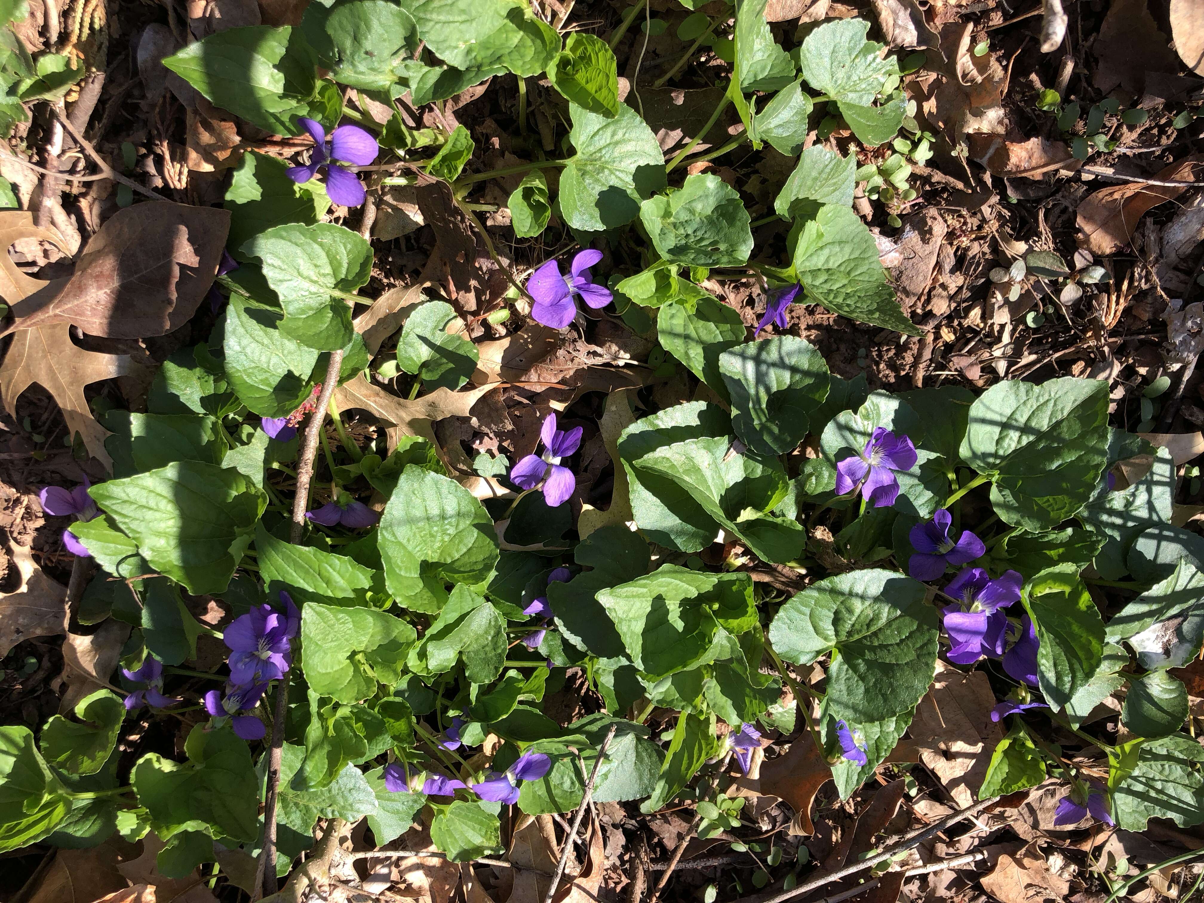 Image of common blue violet