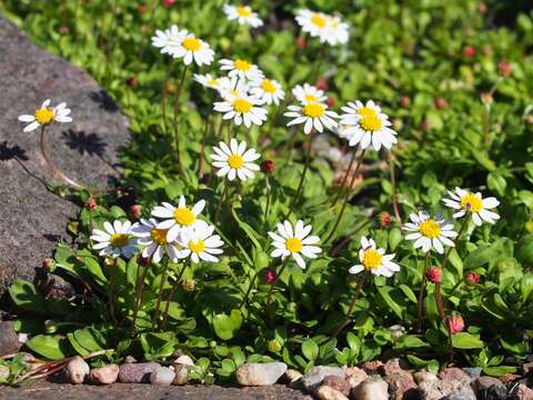 Image de Bellium fausse pâquerette