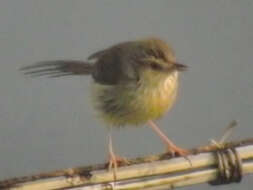 Prinia flaviventris (Delessert 1840) resmi