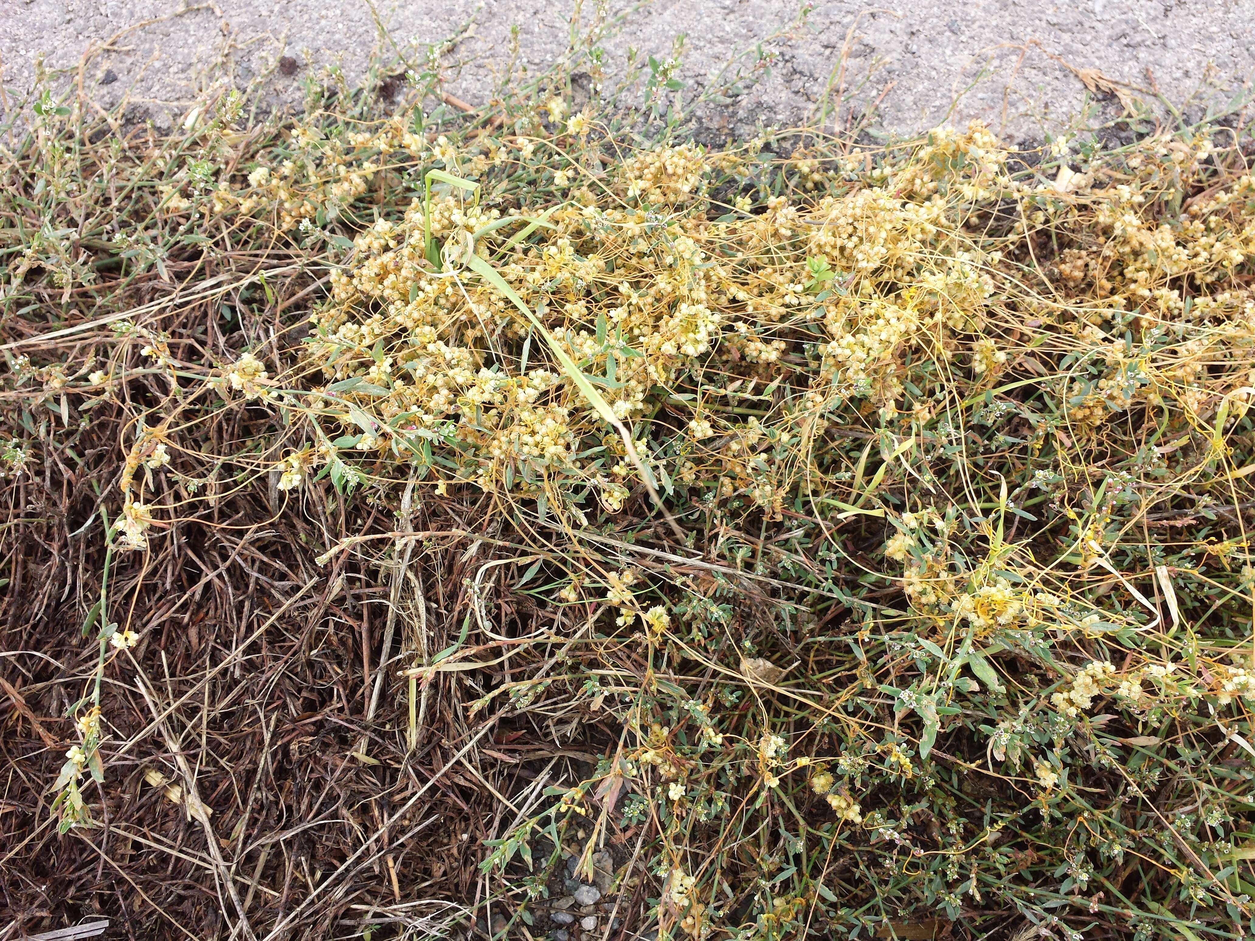 Image of Cuscuta campestris