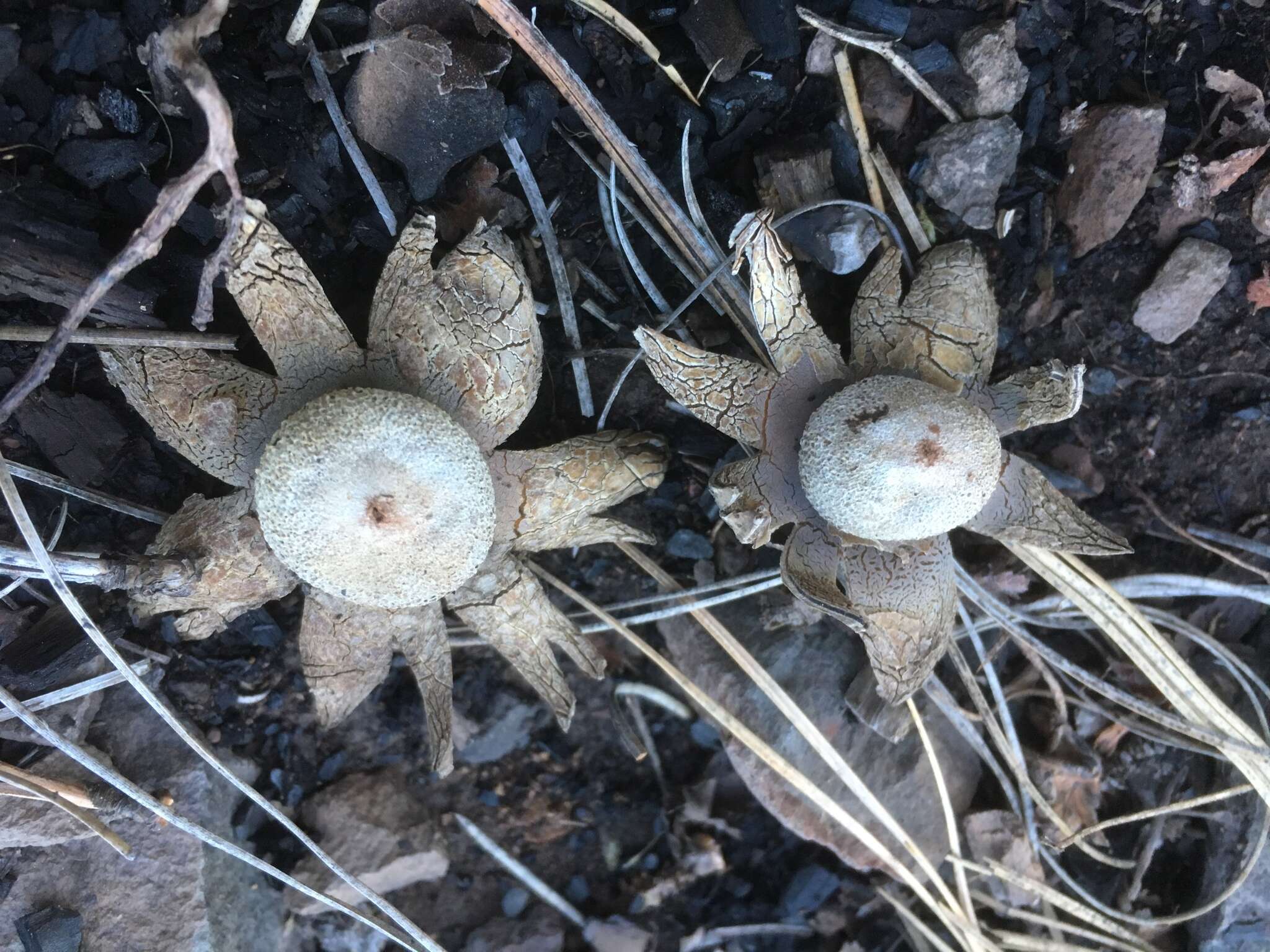 Image of False Earthstar