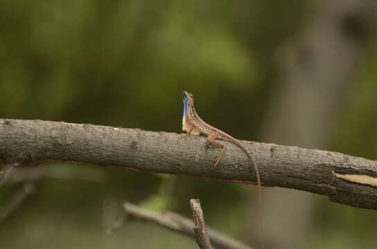 Image of Fan Throated Lizard