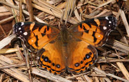 Image of Vanessa virginiensis